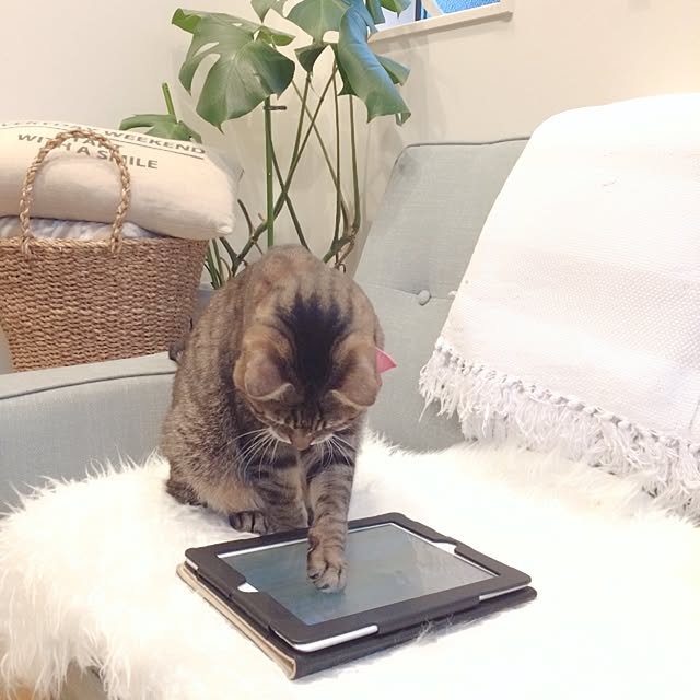 lovecatさんの実例写真