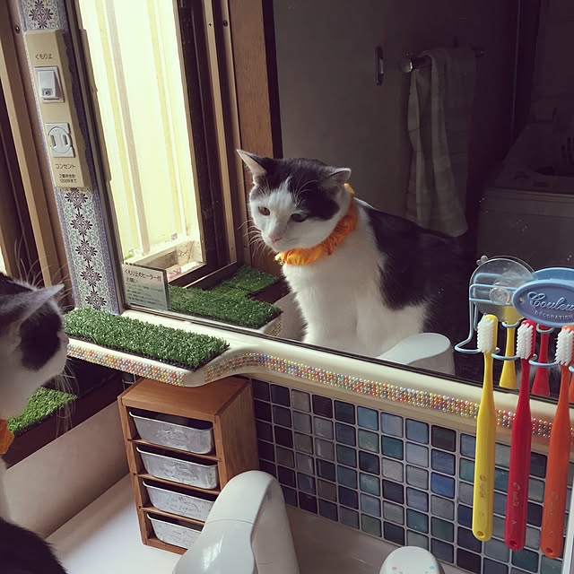 miiko3さんの実例写真