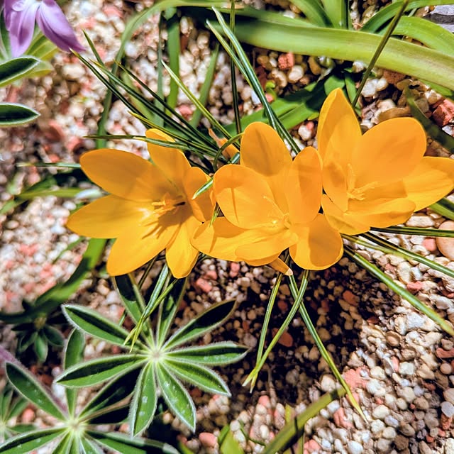 mi-saさんの実例写真