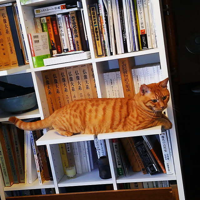 Midoriさんの実例写真