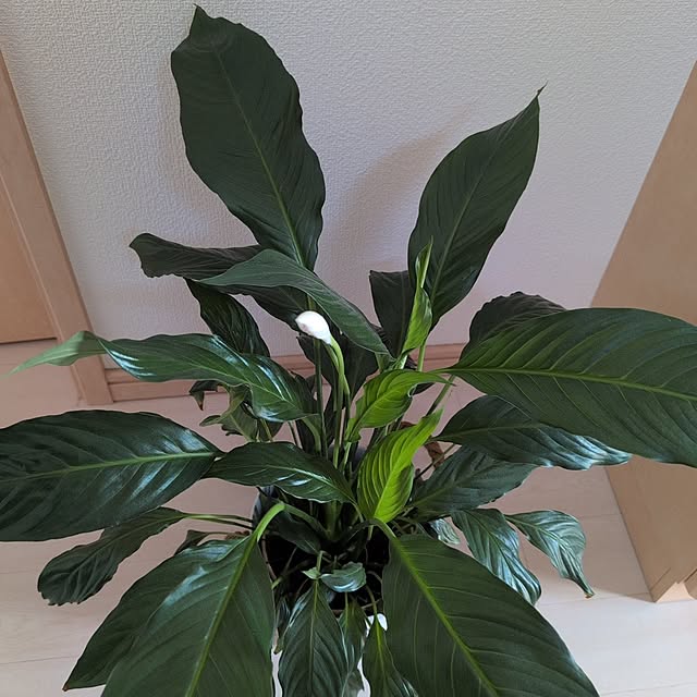 KOHAKUさんの実例写真