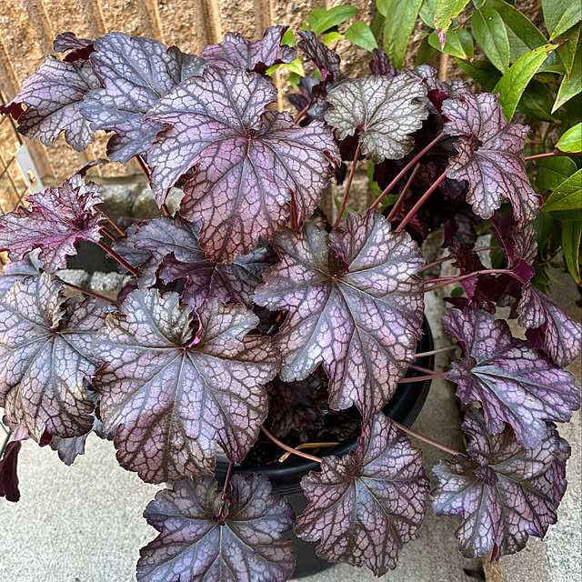 romiromiさんの部屋