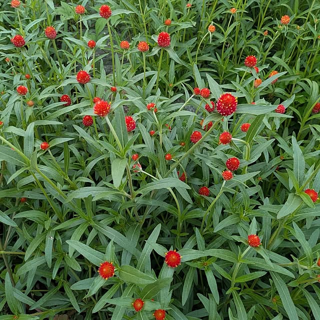 部屋全体/世界平和/暮らしを楽しく/花が好き/千日紅...などのインテリア実例 - 2025-07-14 13:43:02