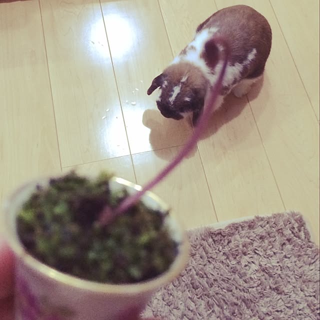 blurさんの実例写真