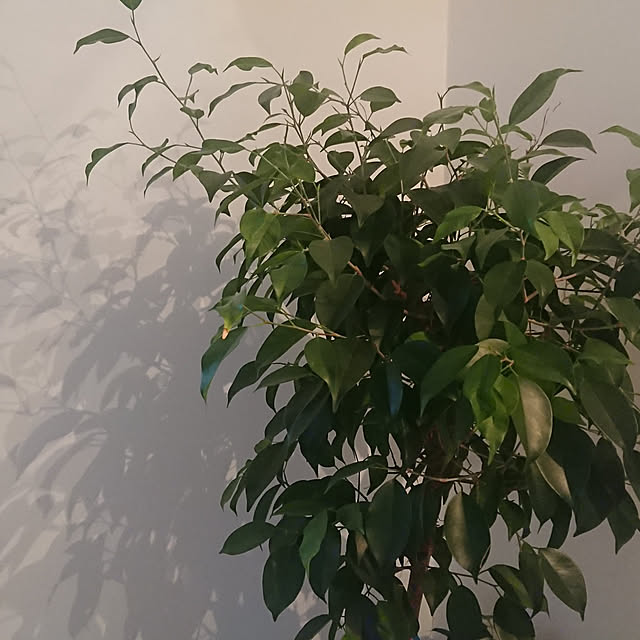 NINA_さんの実例写真