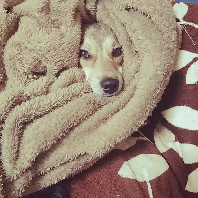 andさんの実例写真