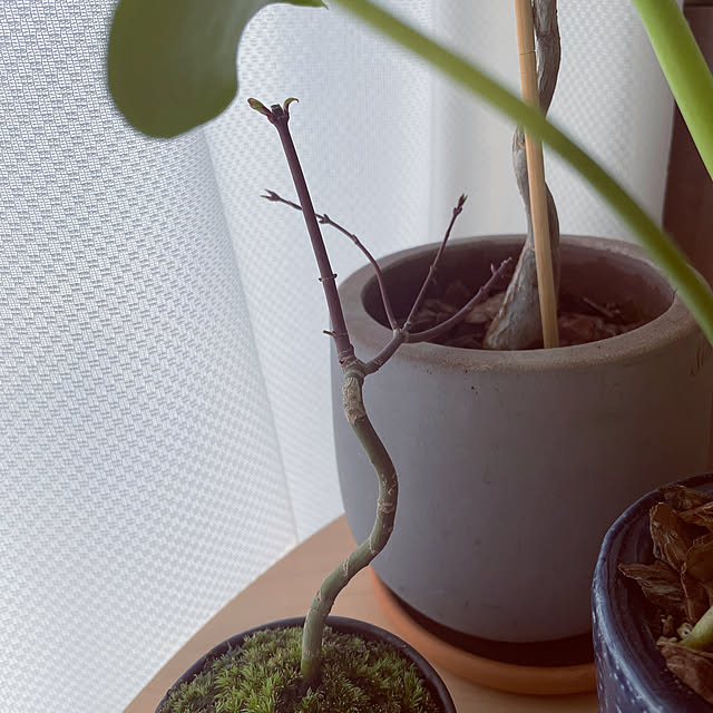 arsroさんの実例写真