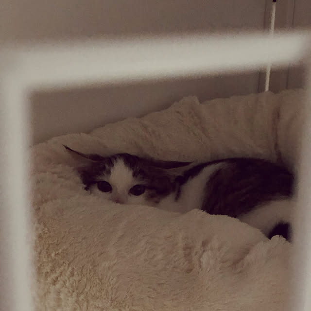 w_fox0713さんの実例写真