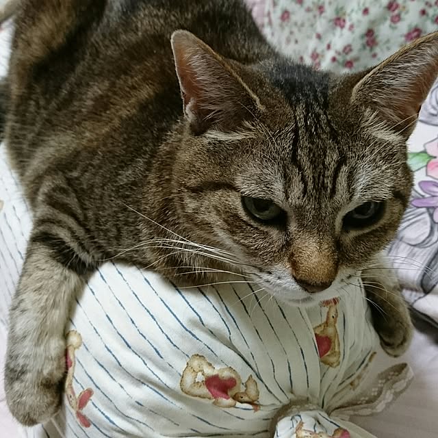 Ayuさんの実例写真