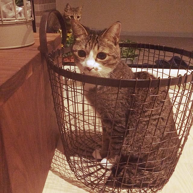 ayapiiiiceさんの実例写真