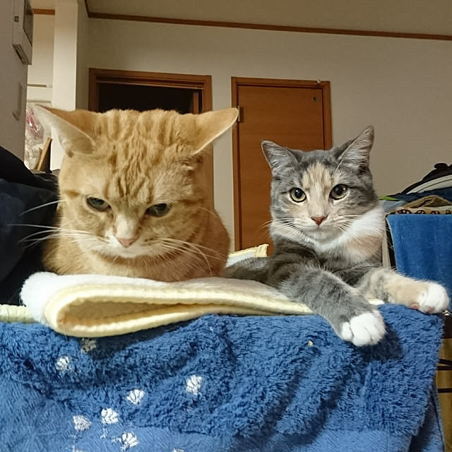 shinobuさんの実例写真