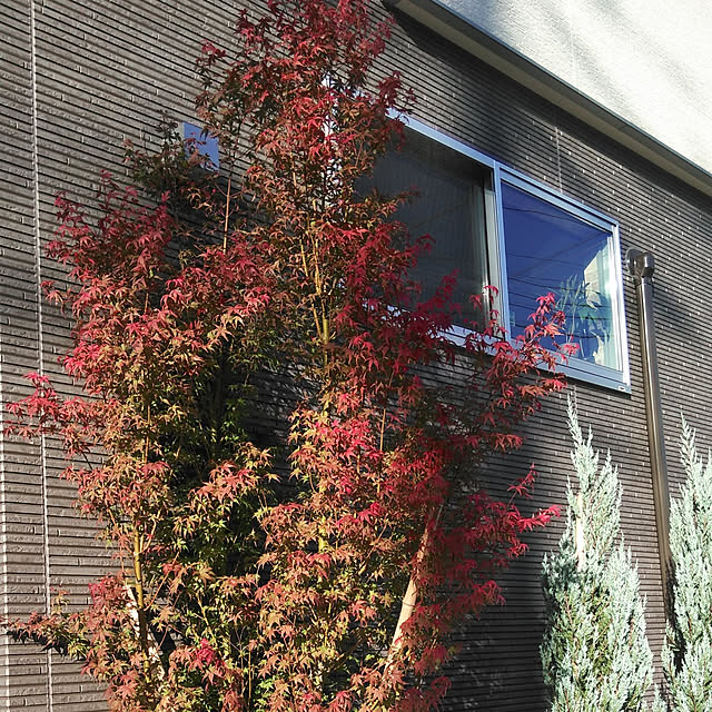 RuRuさんの実例写真