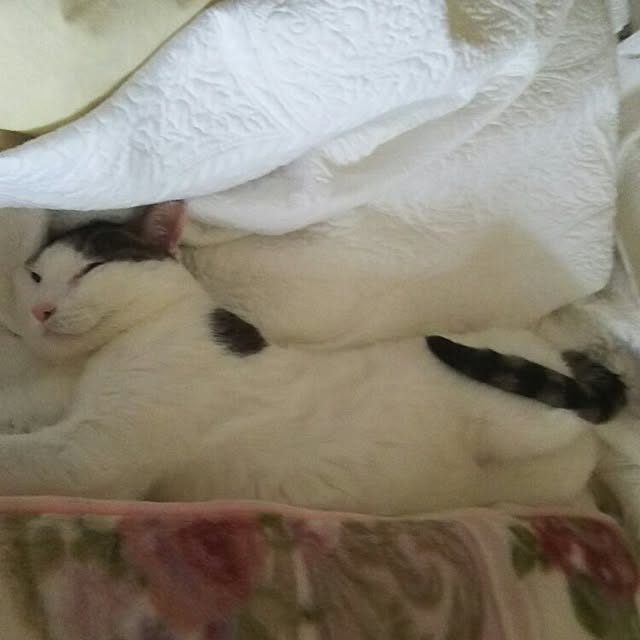 sakuraさんの実例写真