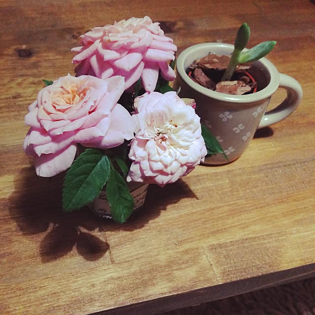 daydreamさんの実例写真