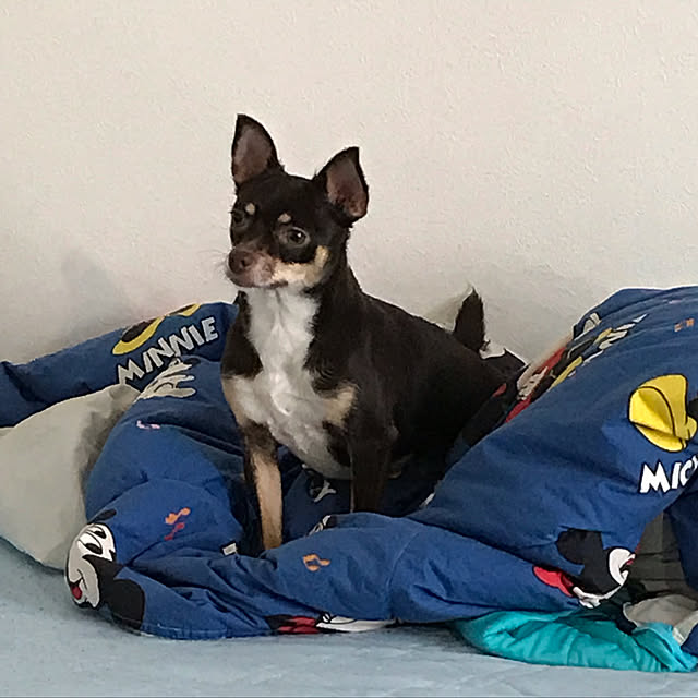 nacchintunnさんの実例写真
