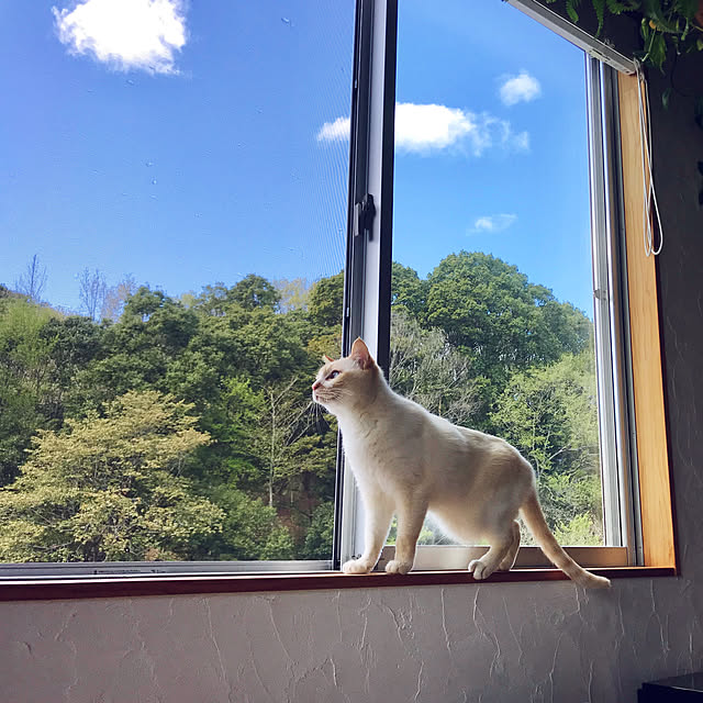 sakurasakuさんの実例写真