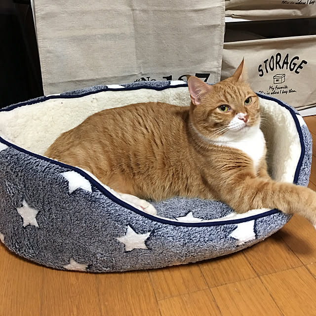 CATさんの実例写真