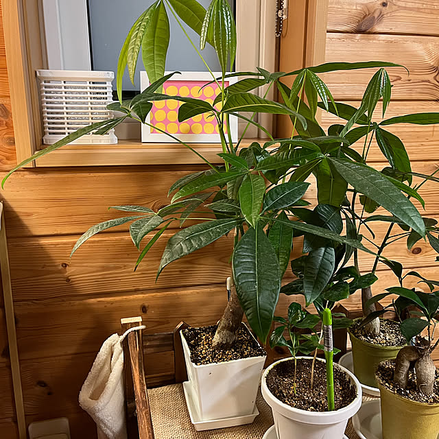 mogumoguさんの部屋