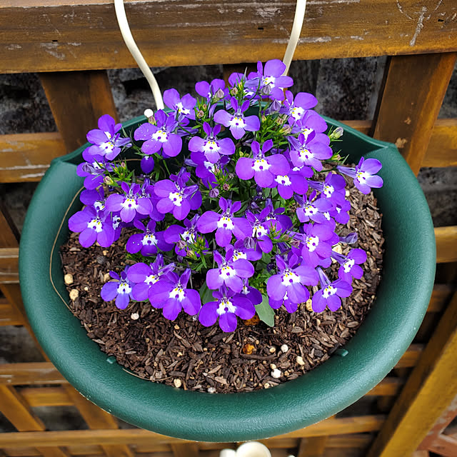 s1h1o8-r4u6iさんの実例写真