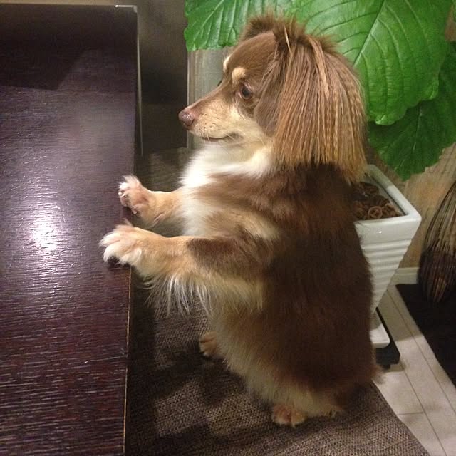 rikakoさんの実例写真