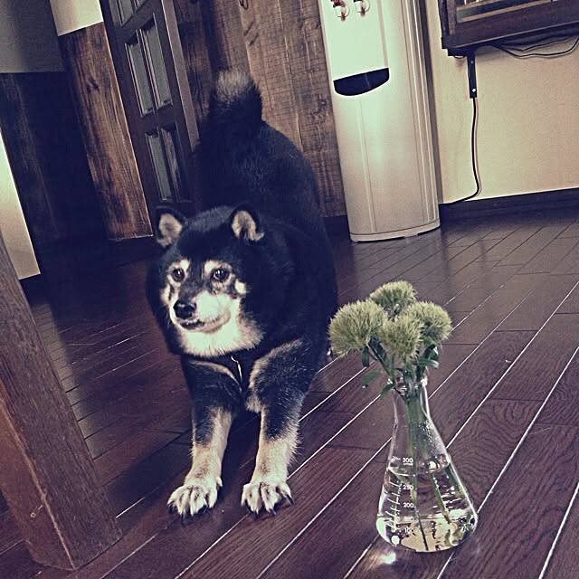 jnkaiさんの実例写真