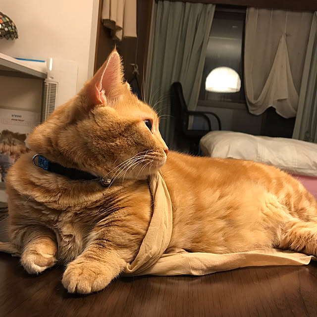 m.kantoh18_mikkoさんの実例写真