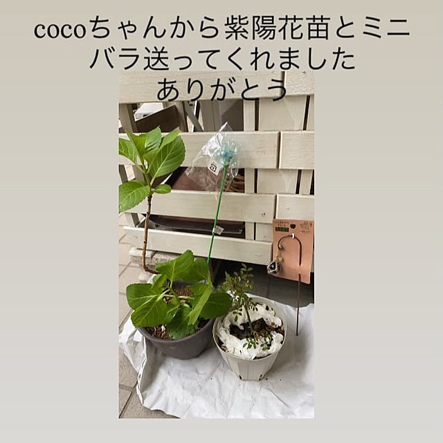 YuuKoさんの実例写真