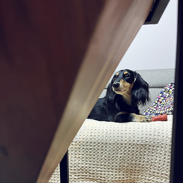 uninekoさんの実例写真