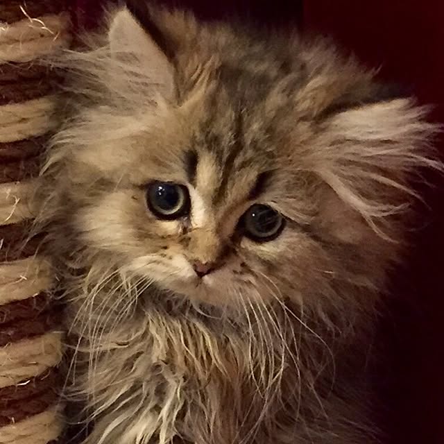 butachanさんの実例写真