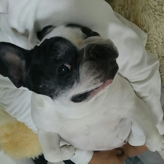 panchobiさんの実例写真