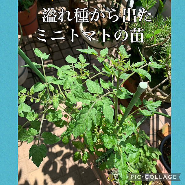 Aqettyさんの部屋