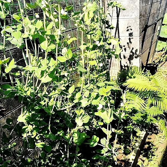 momomamaさんの部屋