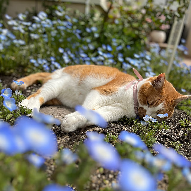 sakuraさんの実例写真