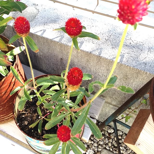 sayukiさんの実例写真