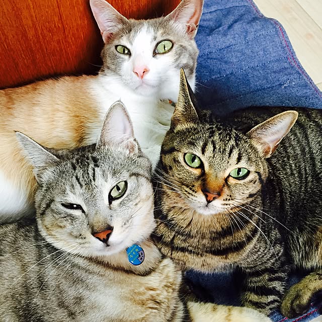 Yoshieさんの実例写真
