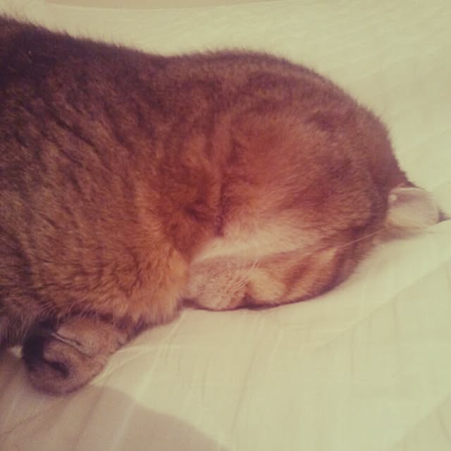 neko5673さんの実例写真