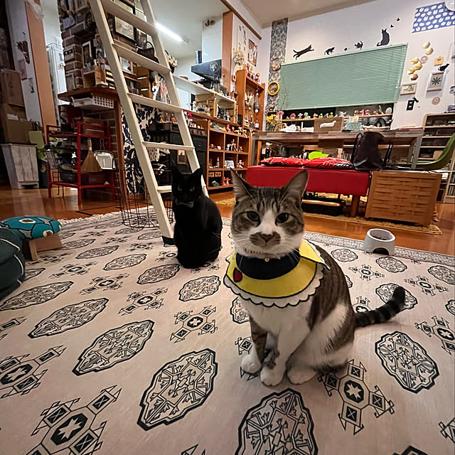 jijiさんの実例写真