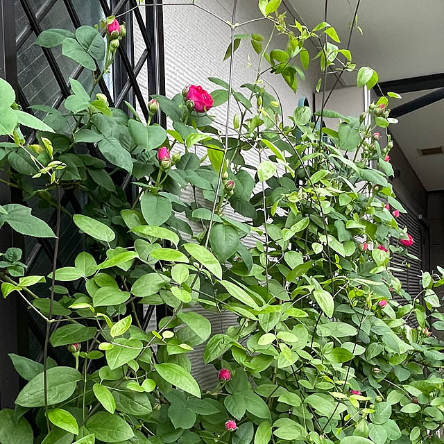 akanatukotoさんの部屋