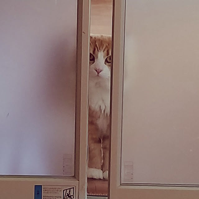 shimaさんの実例写真