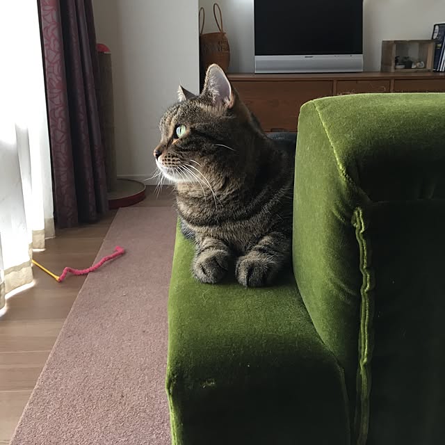 mikomaruさんの実例写真