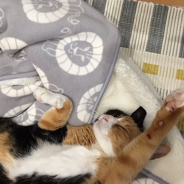 meguchiyoさんの実例写真