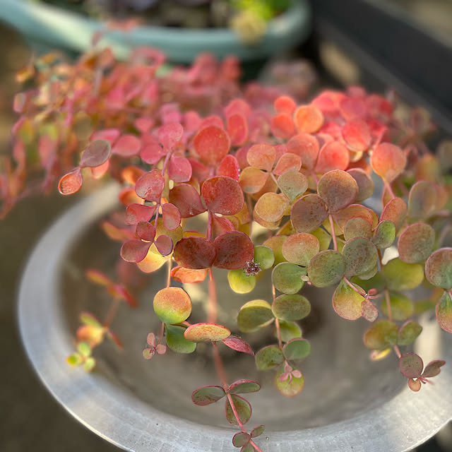 buchiさんの部屋