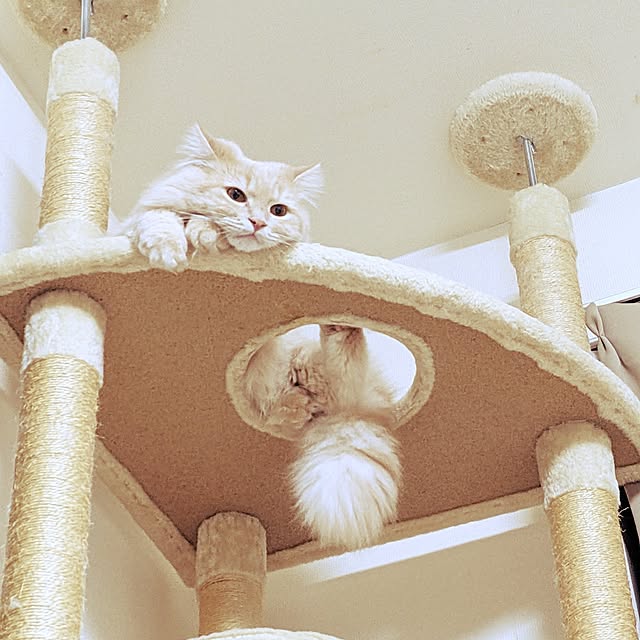 shioさんの実例写真
