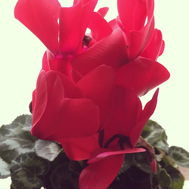 coralさんの実例写真