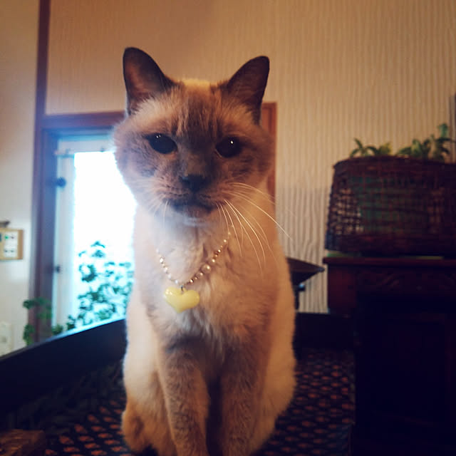 suzuさんの実例写真