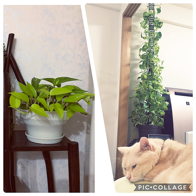 mutsuさんの実例写真