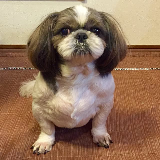 butachanさんの実例写真