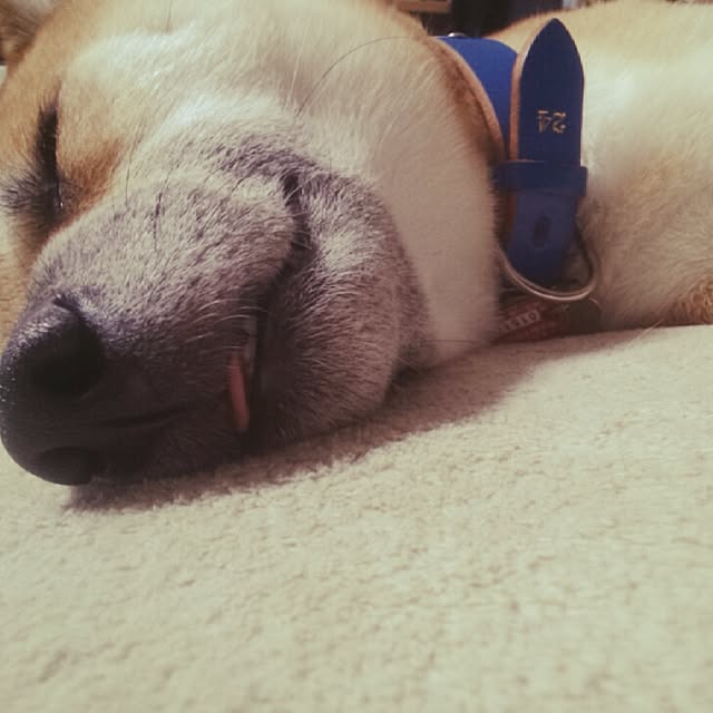 kotaさんの実例写真