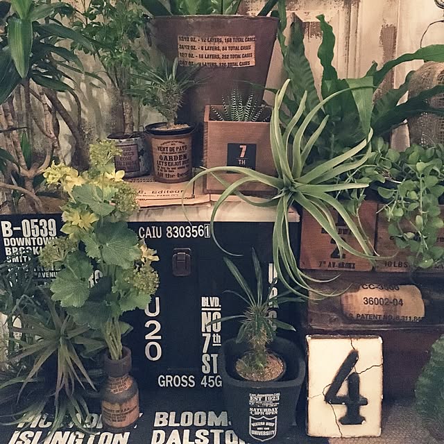 Shujiさんの実例写真