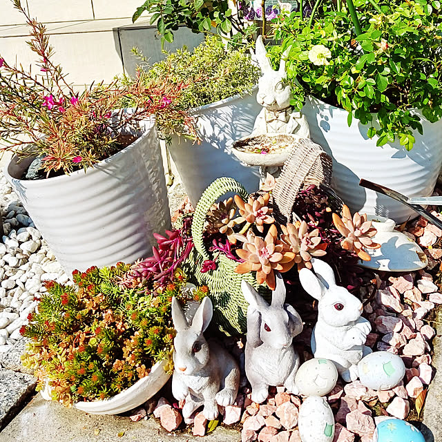 部屋全体/植物のある暮らし/私の癒し/多肉植物/駐車場からお庭へ‥…...などのインテリア実例 - 2022-11-10 13:14:23